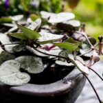 Planta Lanțul Inimilor