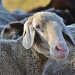 caracteristici Oaia Dorper