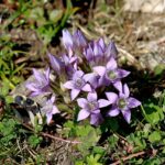 Gentiana bulgarica
