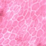 Țesuturile conducătoare