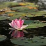 ulei esential lotus