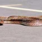 vipera în România