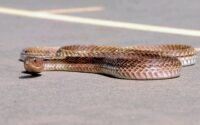 vipera în România